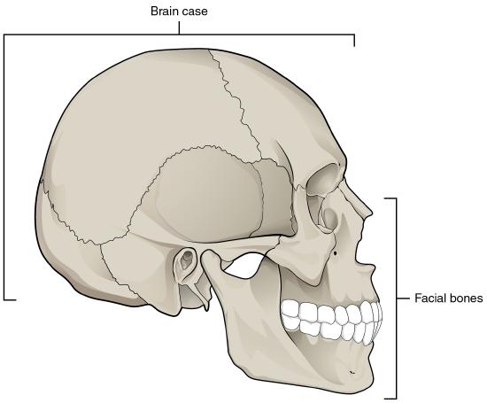 Lateral view of human skull