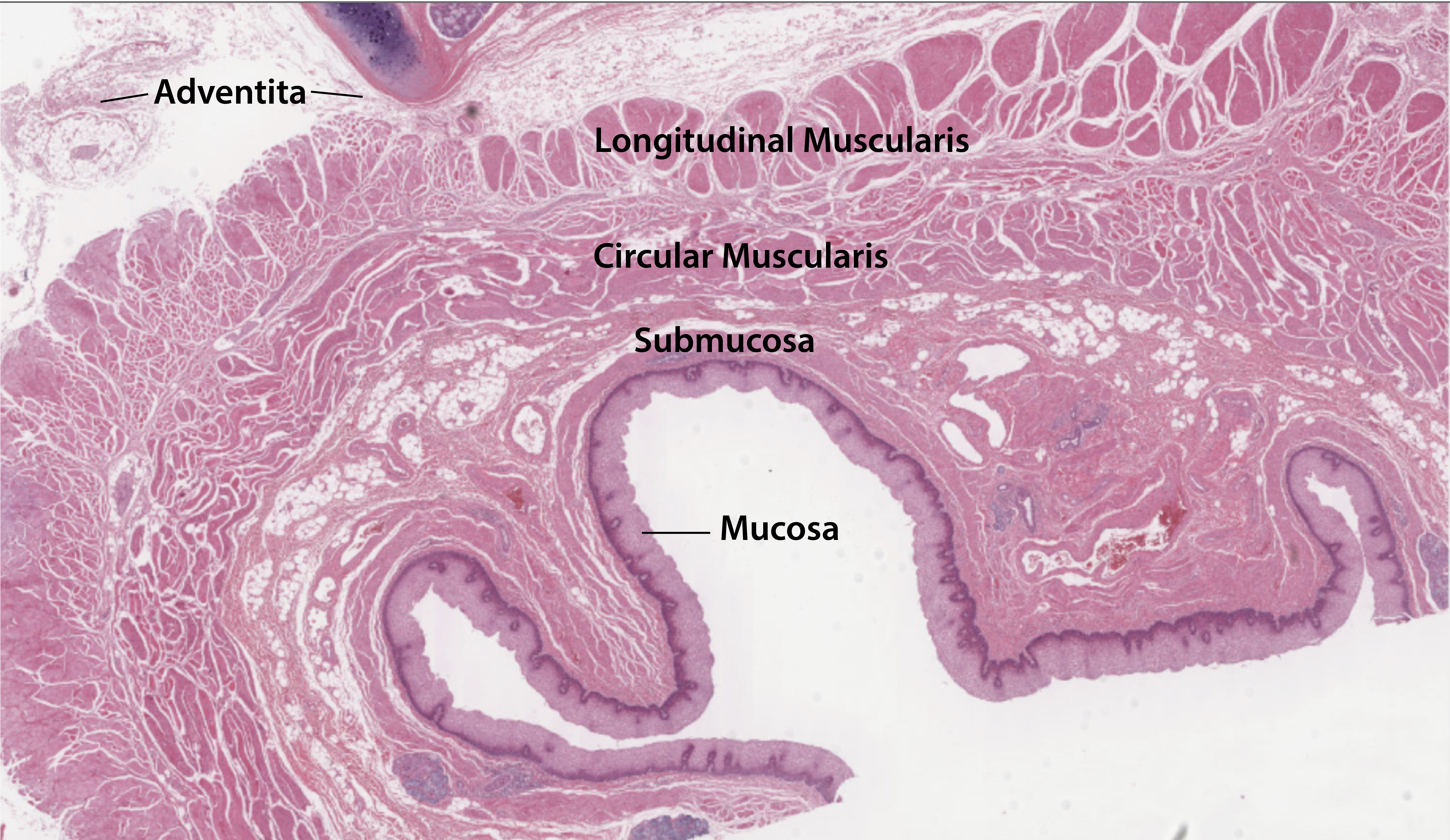 21 4 Mouth Pharynx And Esophagus Medicine LibreTexts 21-4-mouth-pharynx-and-esophagus-medicine-libretexts