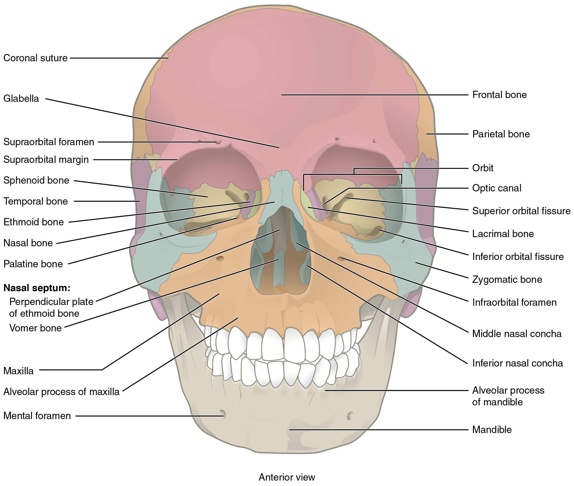anterior view of human skull