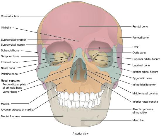 anterior view of human skull