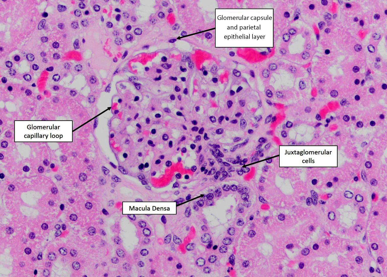 Justaglomerular Apparatus Histology.png