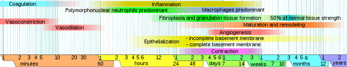 /upload.wikimedia.org/Wikipedia/commons/a/a6/Wound_healing_phases.svg