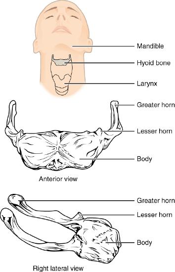 Location of hyoid bone in neck; anterior and right lateral views of hyoid bone