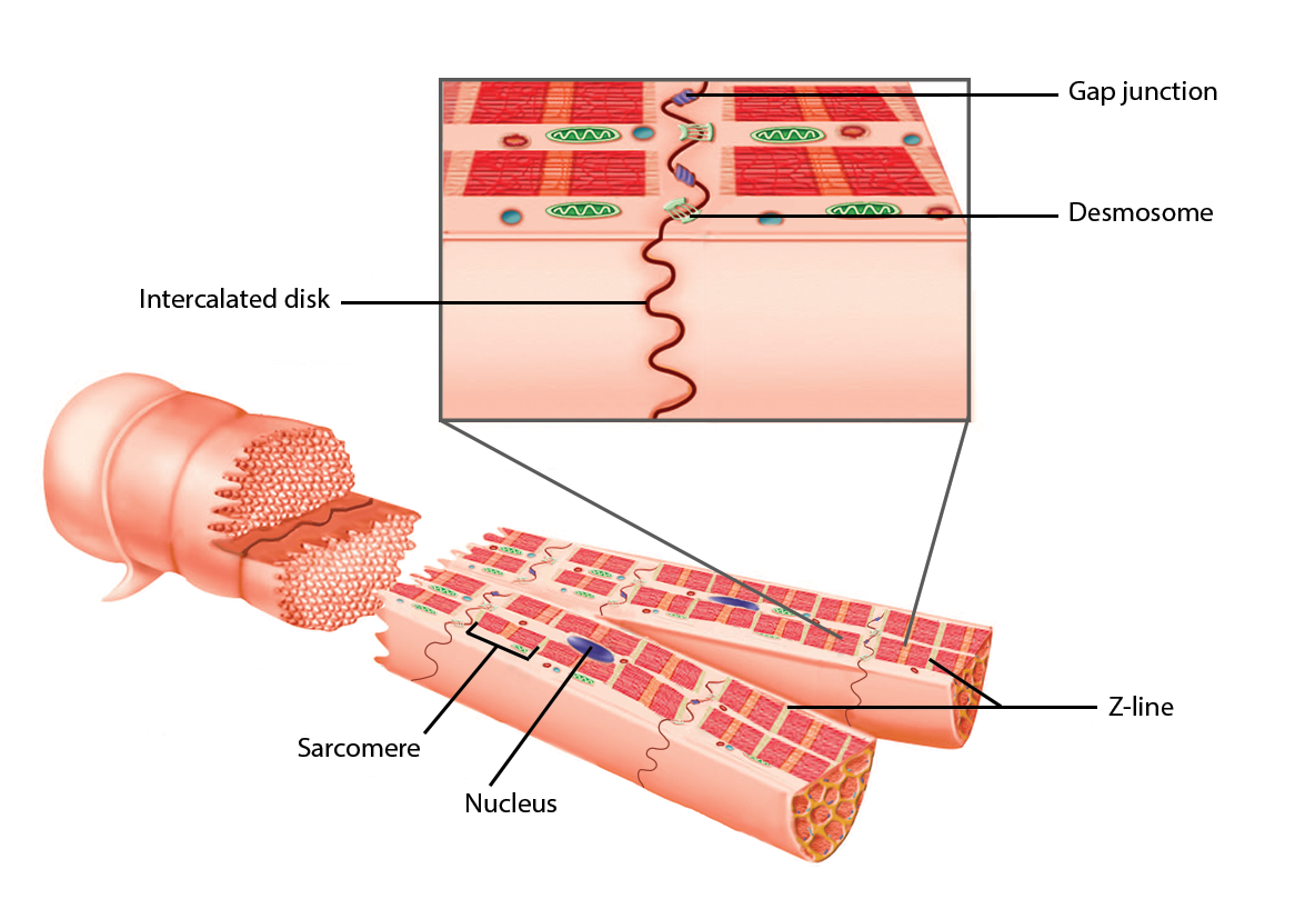 Cardiac Muscle.png