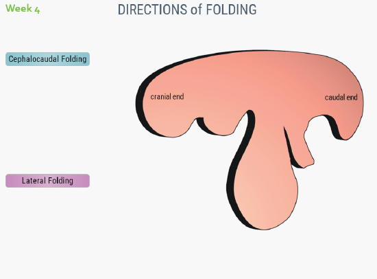 Folding directions: Cephalocaudal folding is over the ends and bows to the inside, bending like a banana, whereas lateral folding is around to the center along the embryo’s length like a tube.