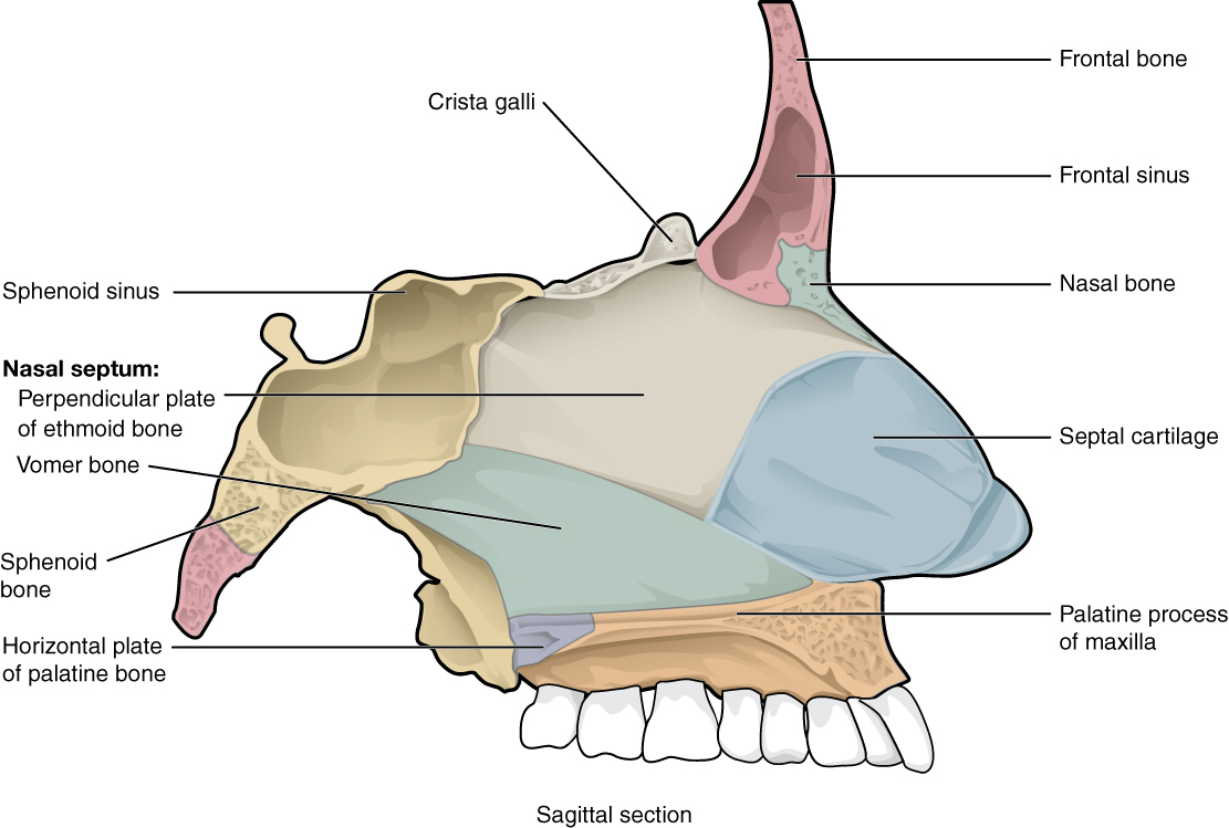 Lateral view of nasal septum