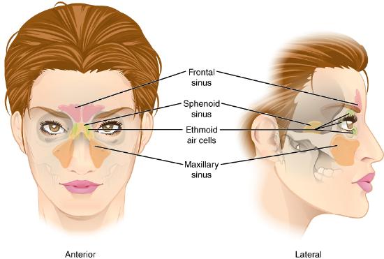 Anterior and lateral view of paranasal sinuses colored on human face