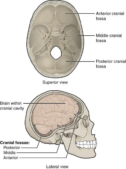 Superior and lateral view of human skull showing cranial fossae