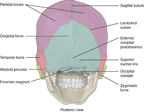 posterior view of human skull