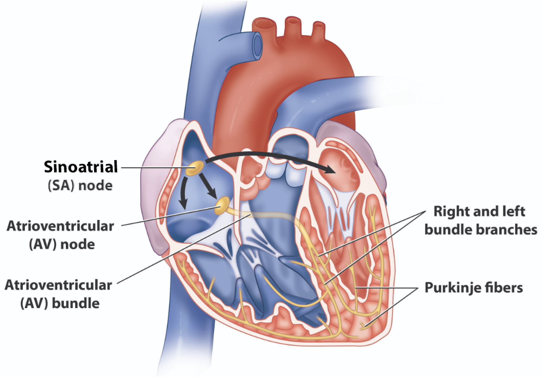 Diagram of heart and its conduction system.