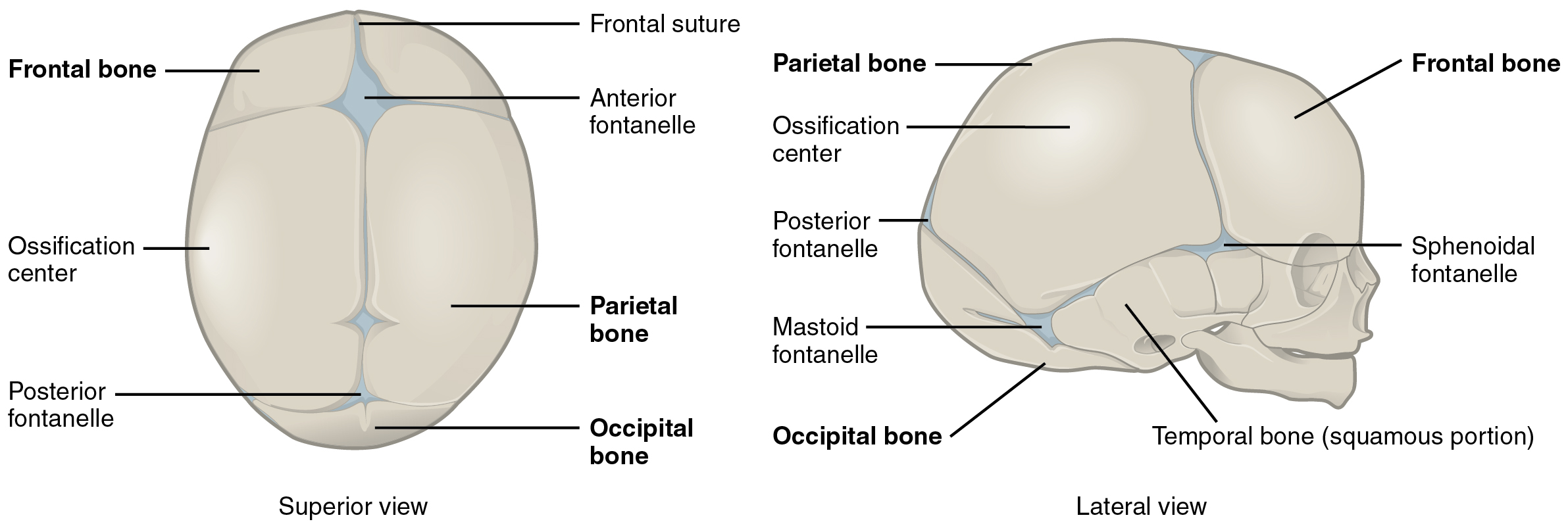 superior and lateral view of of new born skull with fontanelles