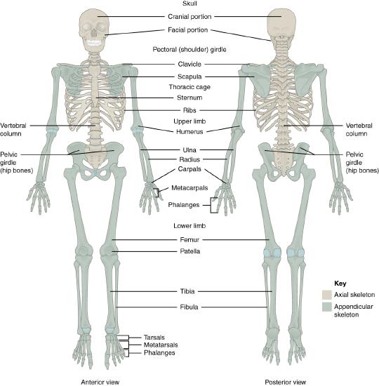 Human skeleton in anterior and posterior views