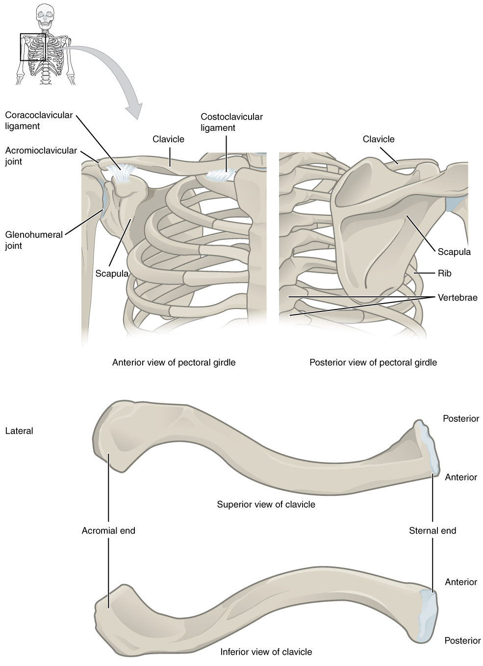 Anterior and posterior views of the pectoral girdle; Superior and inferior views of a right clavicle
