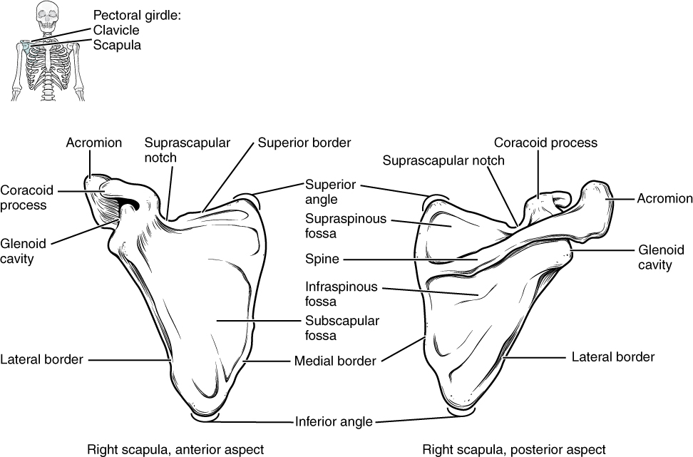 Anterior and posterior views of a right scapula