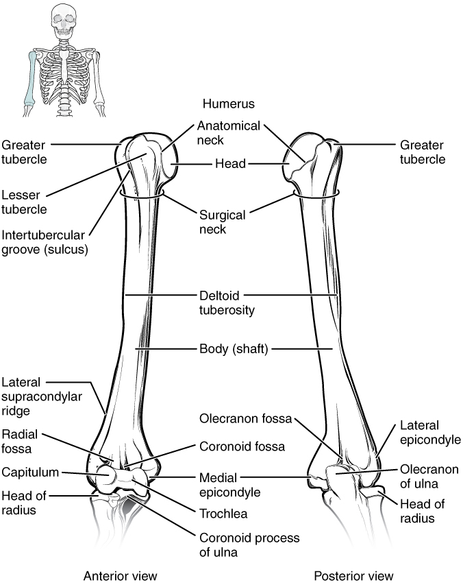 804_Humerus_and_Elbow.jpg