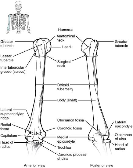 Anterior and posterior views of a right humerus