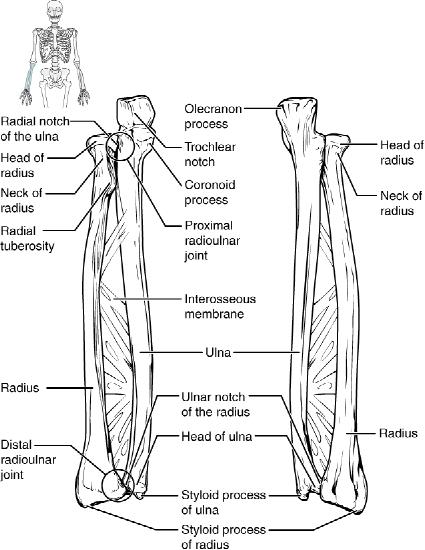 Anterior and posterior views of articulated  right ulna and radius