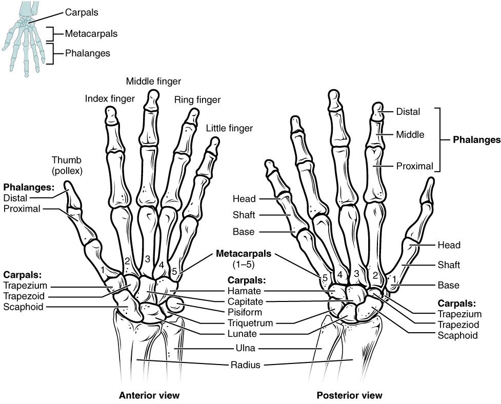 Anterior and posterior views of artiuclated wrist and hand bones