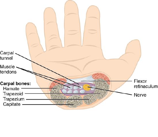 Transverse view of the wrist