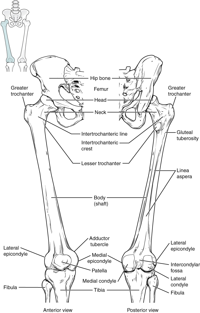 Anterior and posterior view of lower limb from pelvic girdle to just below the knee joint