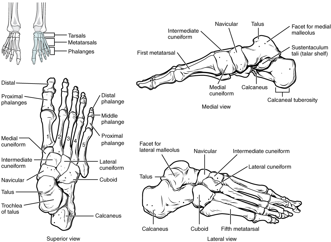Superior, medial, and lateral views of articulated bones of the right foot