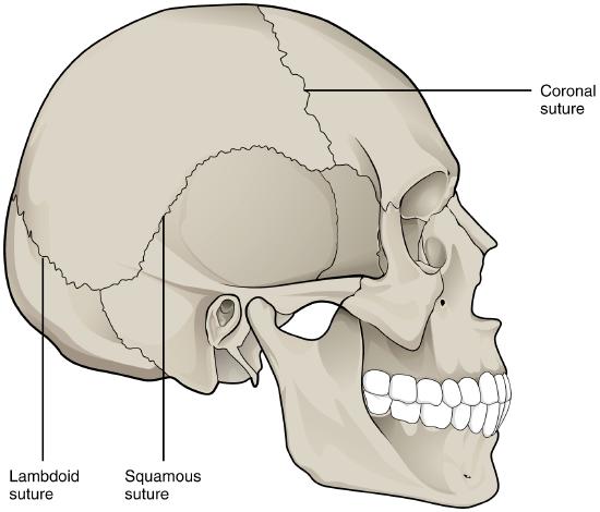 Right lateral view of human skull