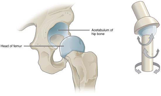 Anterior view of left hip joint; Ball-and-socket model