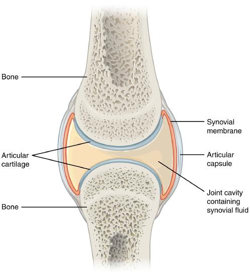 A typical synovial joint
