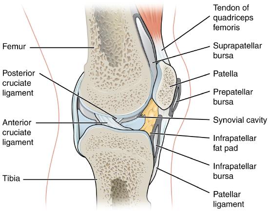 Sagittal view of knee joint