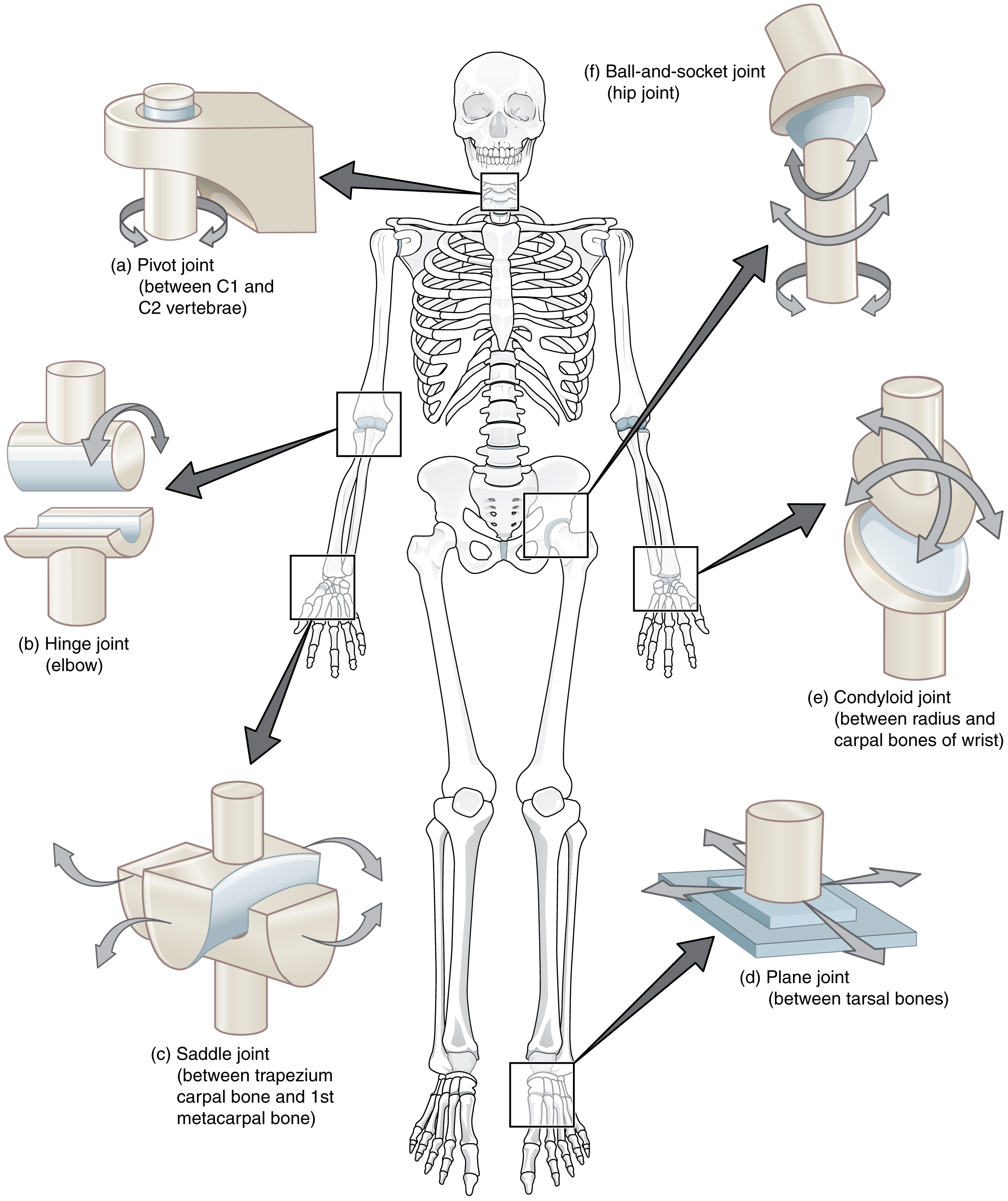 Human skeleton with six types of synovial joints highlighted