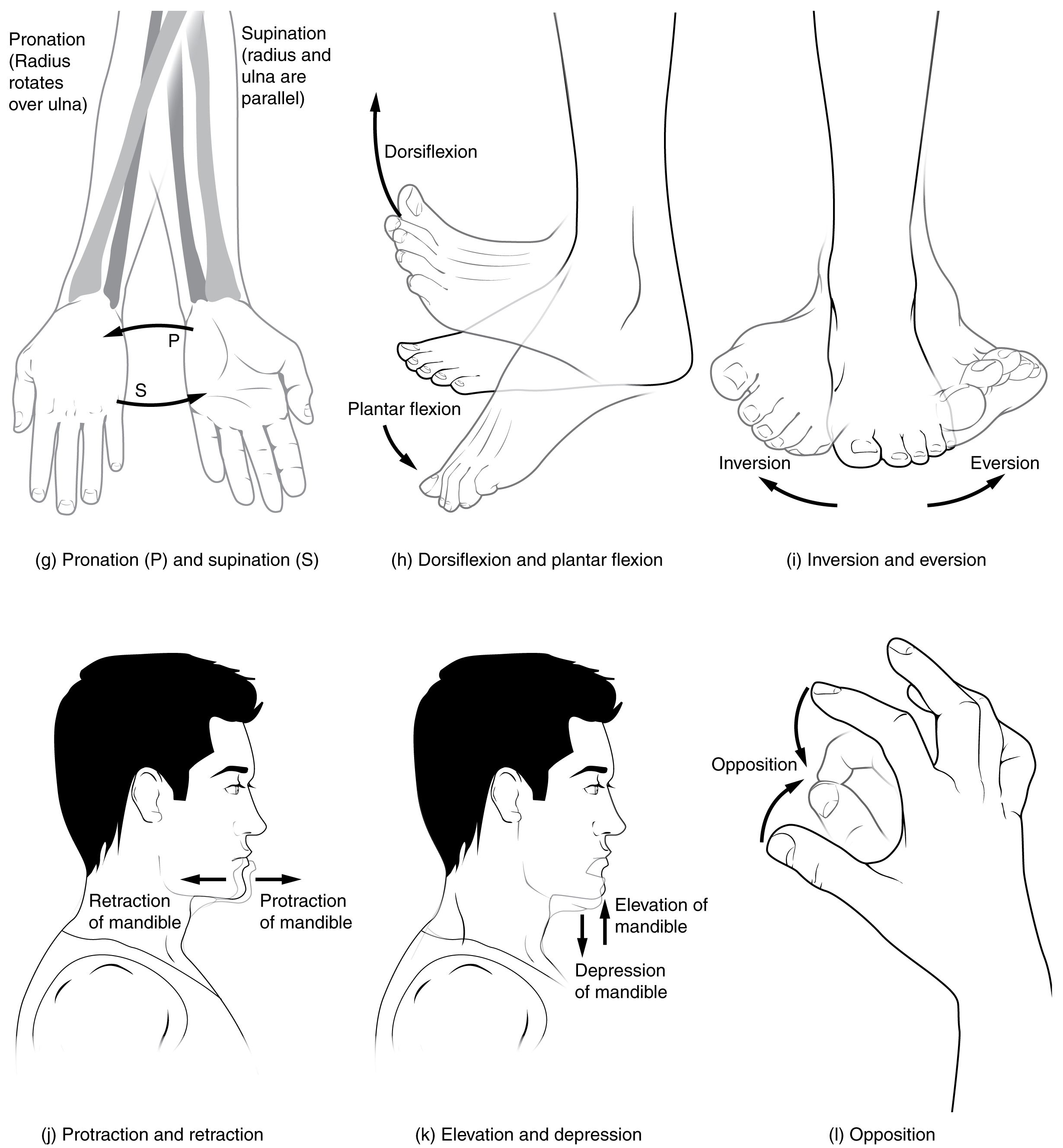 a) The abduction, adduction, flexion, extension, pronation and