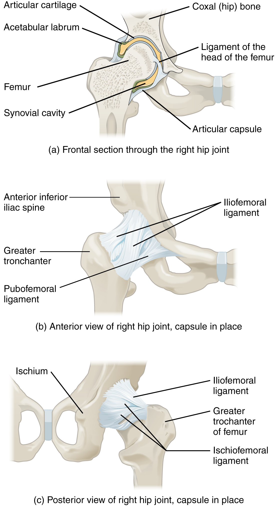 Frontal view of right hip joint; ligaments of the hip joint