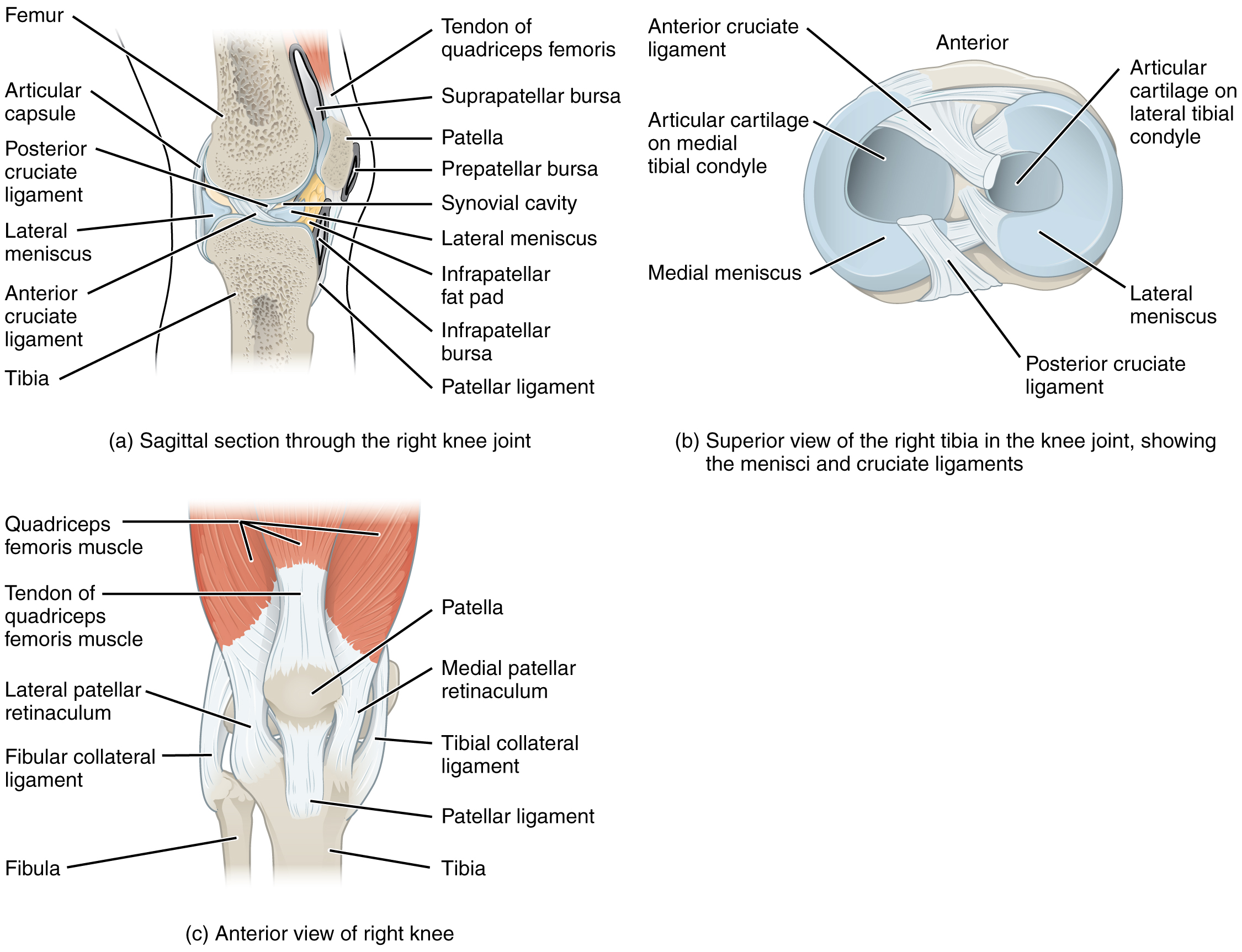 Sagittal view of right knee; superior view of the right tibia in the keen joint; anterior view of the right knee