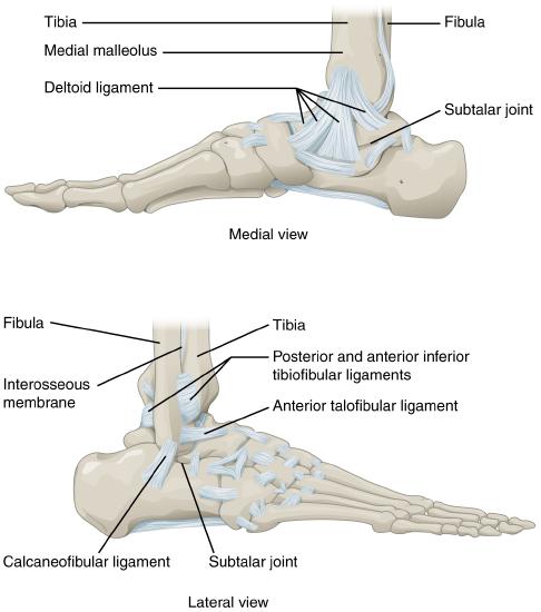 Medial and Lateral views of the right foot joints