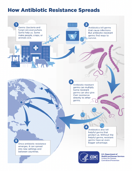 Infographic of how antibiotic resistance spreads. 