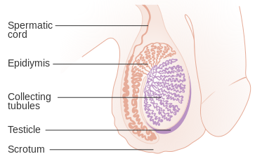 Testicle anatomy.
