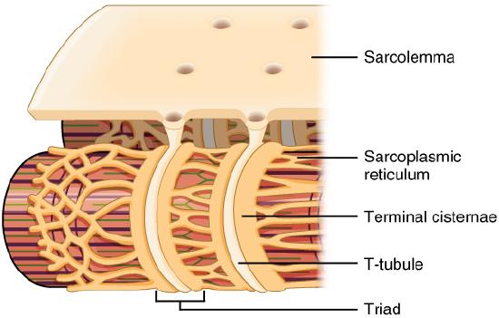 Sarcolemma and t-tubules