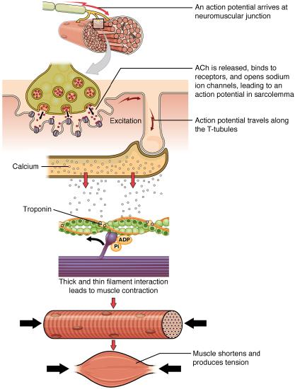 Molecular mechanisms of muscle contraction