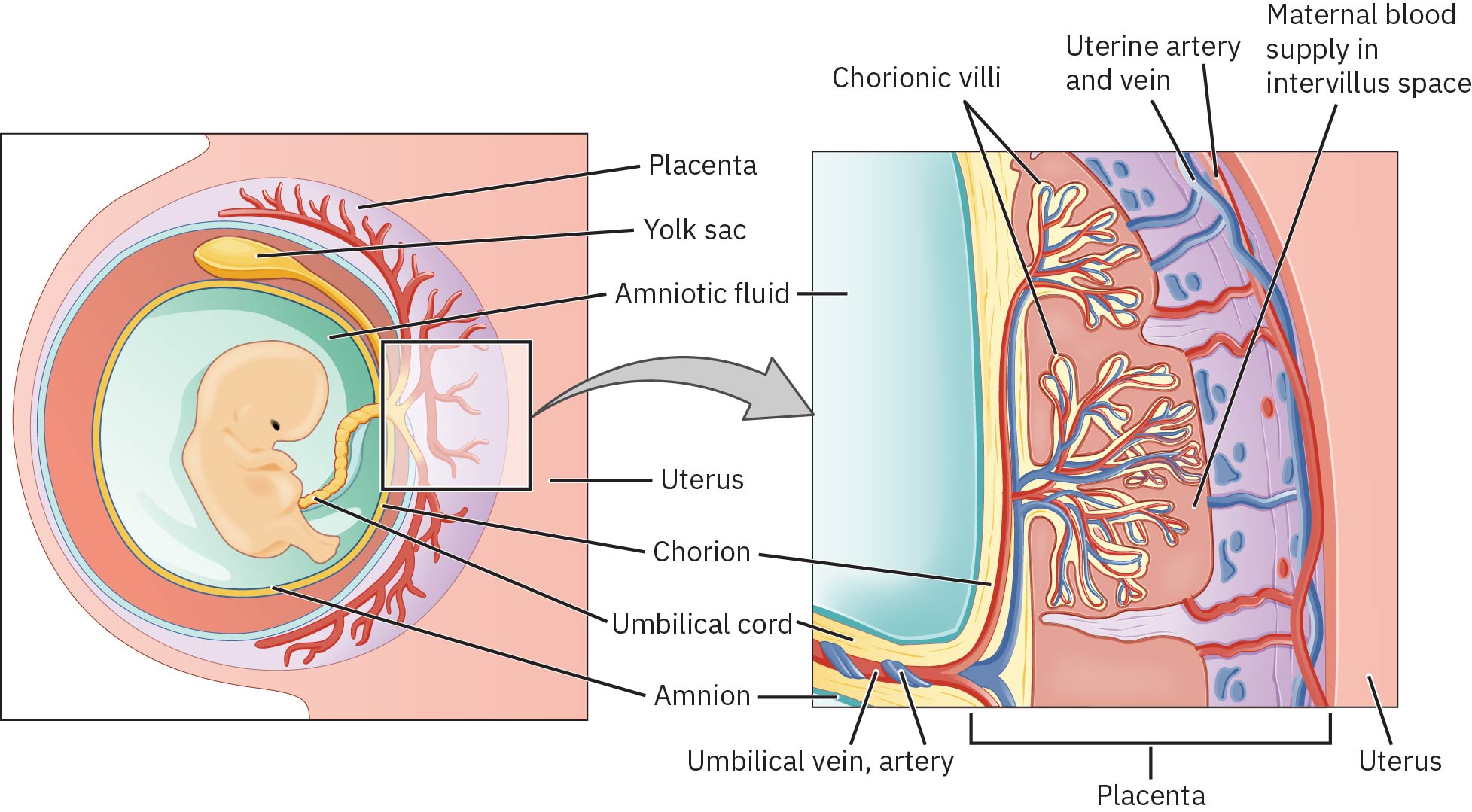 Diagram showing fetal and parental layers of the placenta in two illustrations