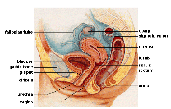 Woman's Reproductive Organs.PNG