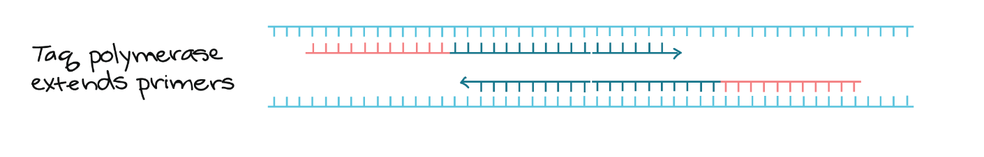 Taq polymerase extends primers