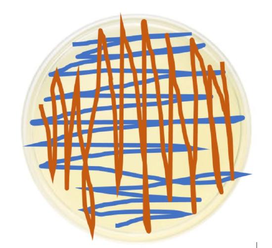 Mueller-Hinton plate by swabbing in three directions.