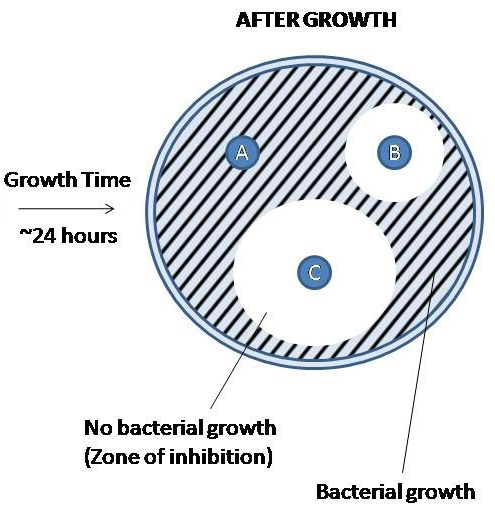 Mueller-Hinton plate with zones of inhibition (ZOI) surrounding two of the three antibiotic discs