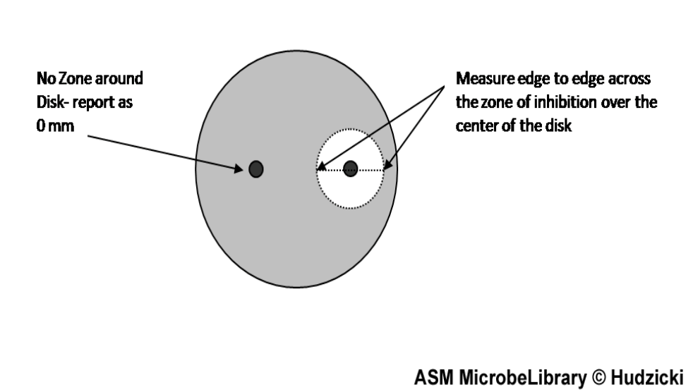 If no zone around disk, report as 0mm. Measure zones of inhibition edge to edge across the ZOI over the center of the disk.