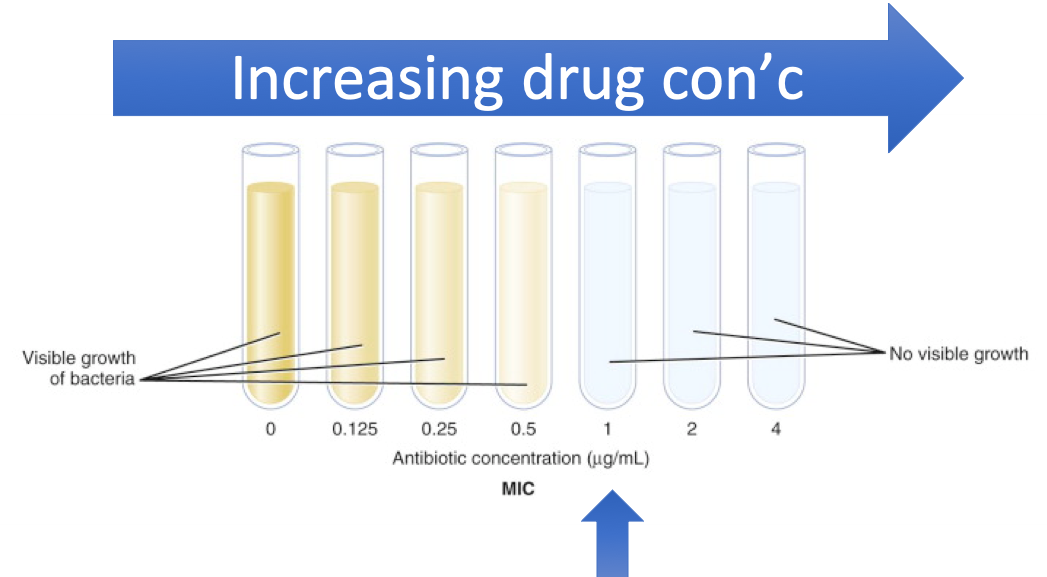 Determining the MIC. The MIC is the concentration where no microbial growth occurs.