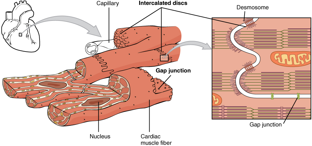 cardiac muscle fibers with intercalated discs