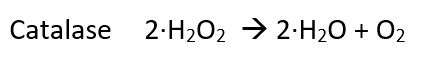 Catalase Reaction