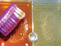 Embedding collected hairs into the testing medium with a brush