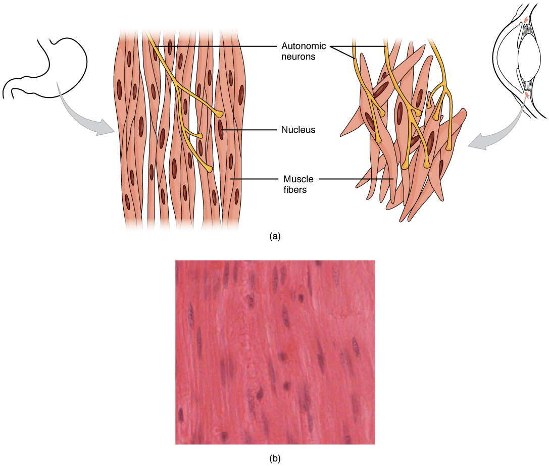 Smooth muscle cells and its micrograph