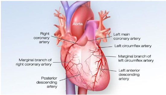 Coronary Arteries.PNG